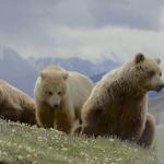 "Grizzly Bear" (Denali National Park) © Gregory "Slobirdr" Smith; Creative Commons license
