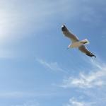 “Red-Billed Gull” © Ben; Creative Commons license