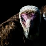 "Hooded Vulture" © Andrew Tinmouth; Creative Commons license