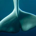 "Beluga Whale's Tail" © Jason Pier; Creative Commons license