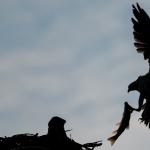 “Wheels Down, Flaps Up” © Sunny Lo; Creative Commons license