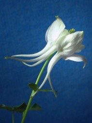 White Columbine flower