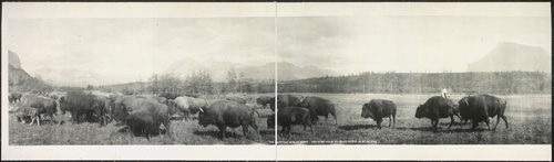 The Buffalo herd at Banff; Library of Congress