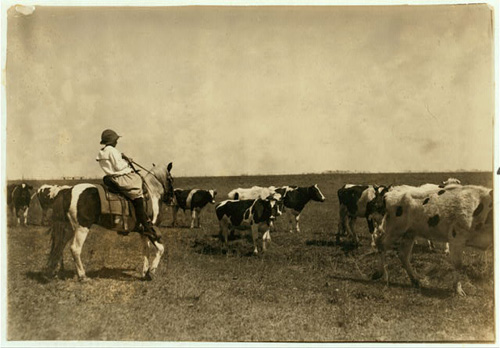 Herding Cattle by Lewis Wickes Hine 