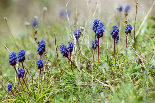 picture of Blue Hyacinth