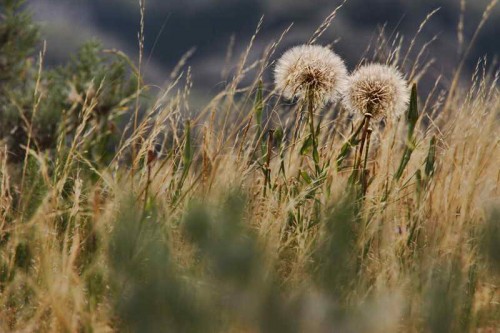 Dandelion Heads