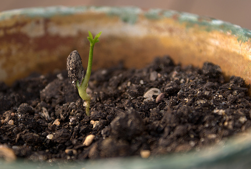 Lemon Sprout by John Lustig