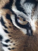 siberian tiger eye