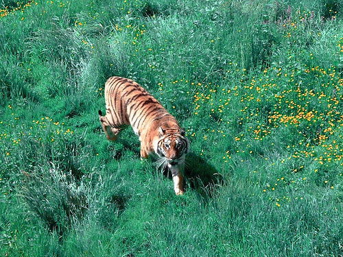 Tiger stalking through grass