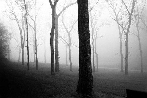 Trees in Fog by Andy Cox